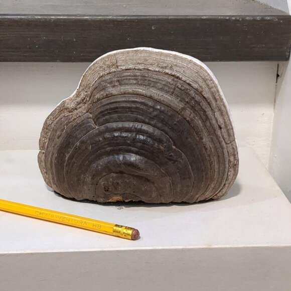 Sparrows, Original art - Picture 3 of 5